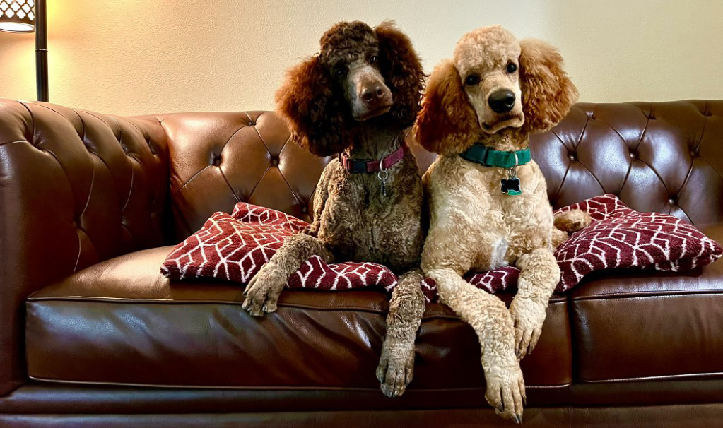 Dog Couch